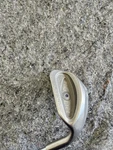 Ping Eye 2 Sw, Blue Dot, Right Handed. Fixed Price $30.00.